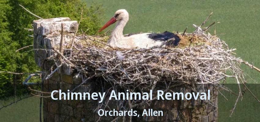 Chimney Animal Removal Orchards, Allen - TX
