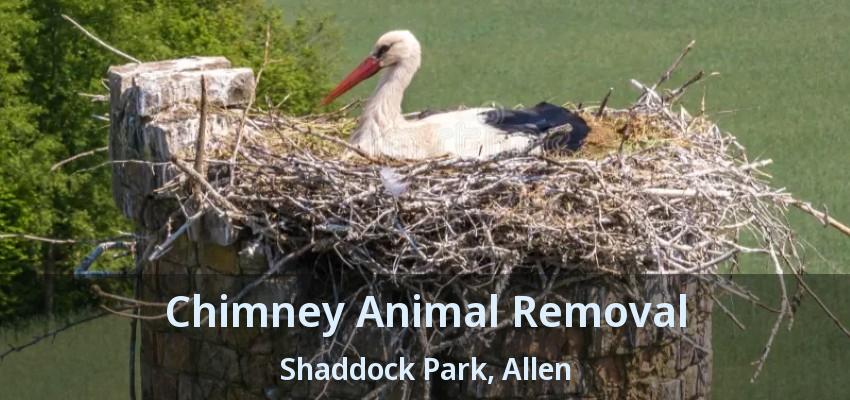 Chimney Animal Removal Shaddock Park, Allen - TX