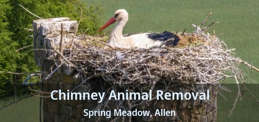 Chimney Animal Removal Spring Meadow, Allen - TX