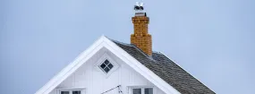 Chimney Nest Removal Allen